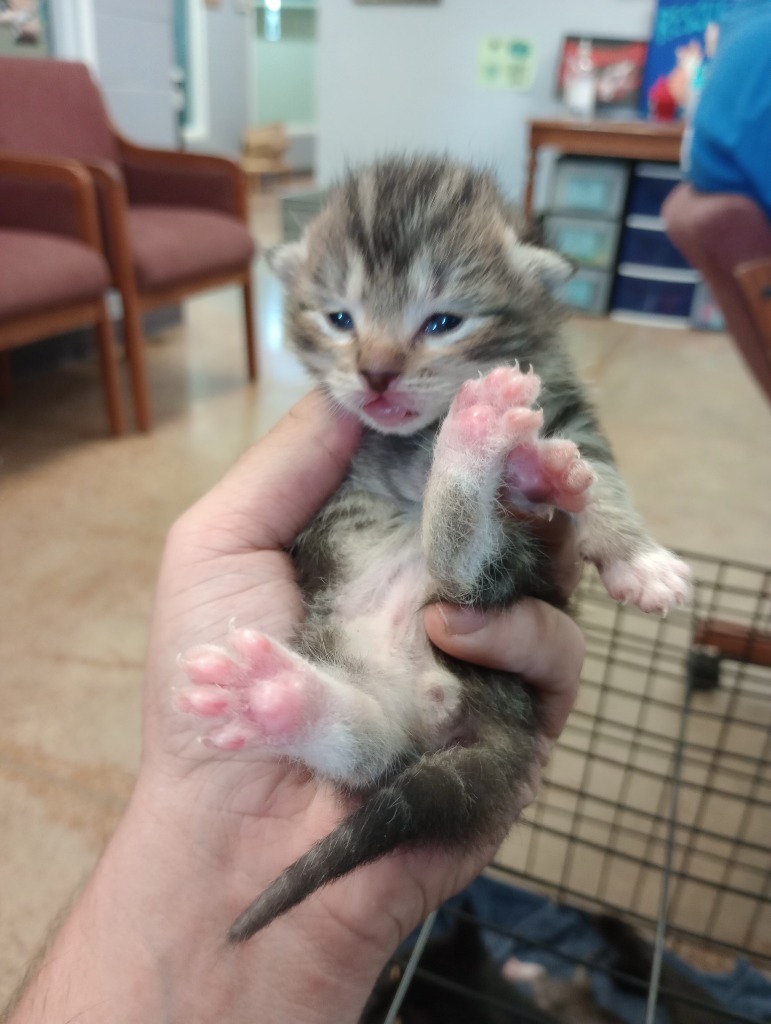 Funf, an adoptable Domestic Short Hair in Brownwood, TX, 76801 | Photo Image 1