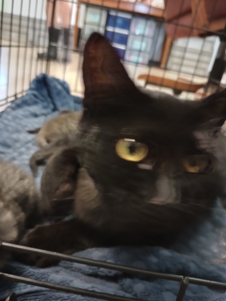 Edna, an adoptable Domestic Short Hair in Brownwood, TX, 76801 | Photo Image 1