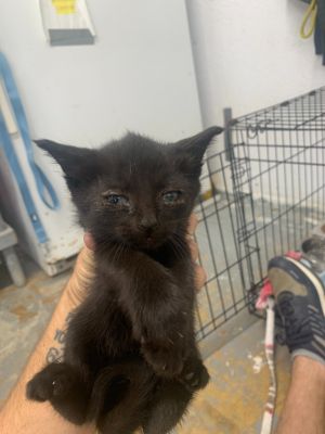 General Tso, Baby Male Domestic Short Hair
