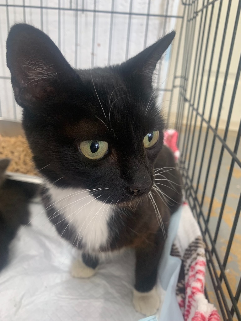 Sushi, an adoptable Domestic Short Hair in Brownwood, TX, 76801 | Photo Image 1
