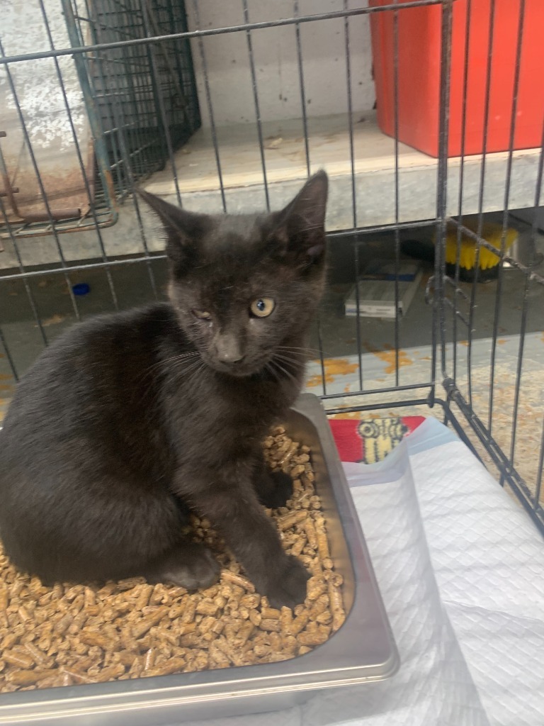 Pebble, an adoptable Domestic Short Hair in Brownwood, TX, 76801 | Photo Image 1