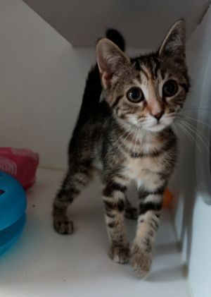 Miller, Baby Female Domestic Short Hair