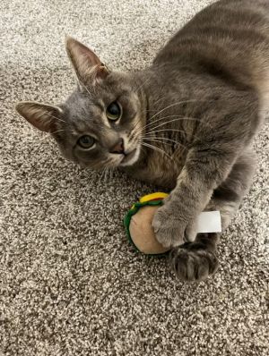 Donnie, Young Male Domestic Short Hair