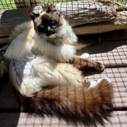 Princess Lilly