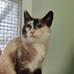 Thistle, an adoptable Domestic Short Hair in Eastsound, WA, 98245 | Photo Image 1