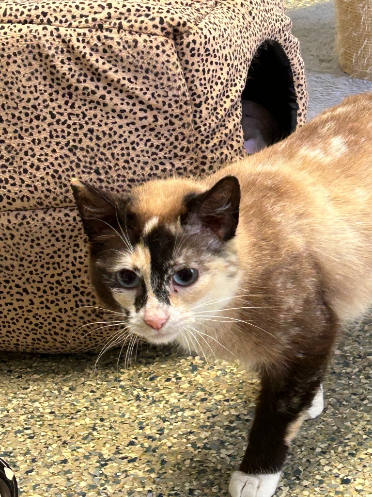 Thistle, an adoptable Domestic Short Hair in Eastsound, WA, 98245 | Photo Image 2