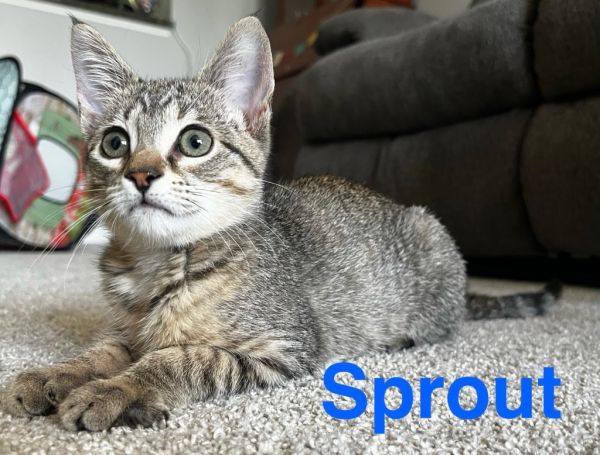 Sprout photo 1