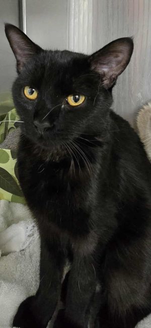 Cedar De Fleur, Young Male Domestic Short Hair
