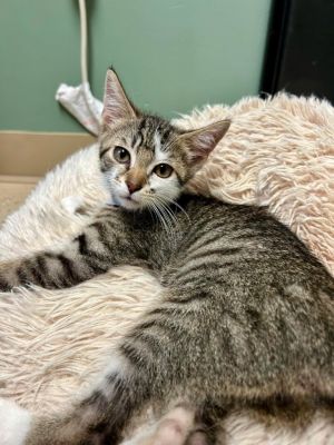 Meelo, Baby Male Domestic Short Hair