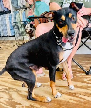 Puff, Adult Female Terrier
