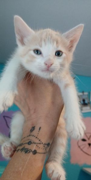 Durian, Baby Male Domestic Short Hair