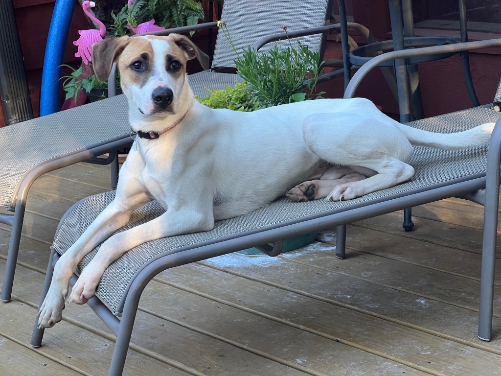 Patches, an adoptable Treeing Walker Coonhound, Foxhound in Little Rock, AR, 72207 | Photo Image 1