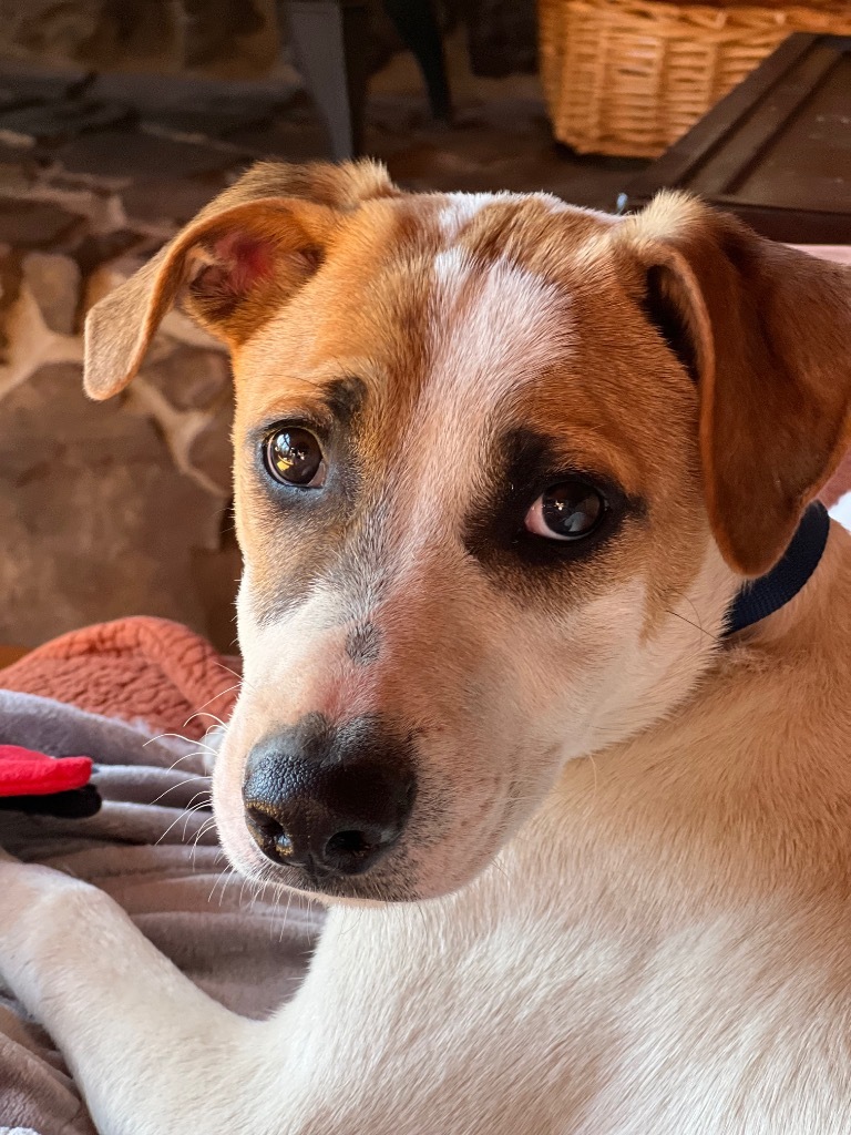 Patches, an adoptable Treeing Walker Coonhound, Foxhound in Little Rock, AR, 72207 | Photo Image 2