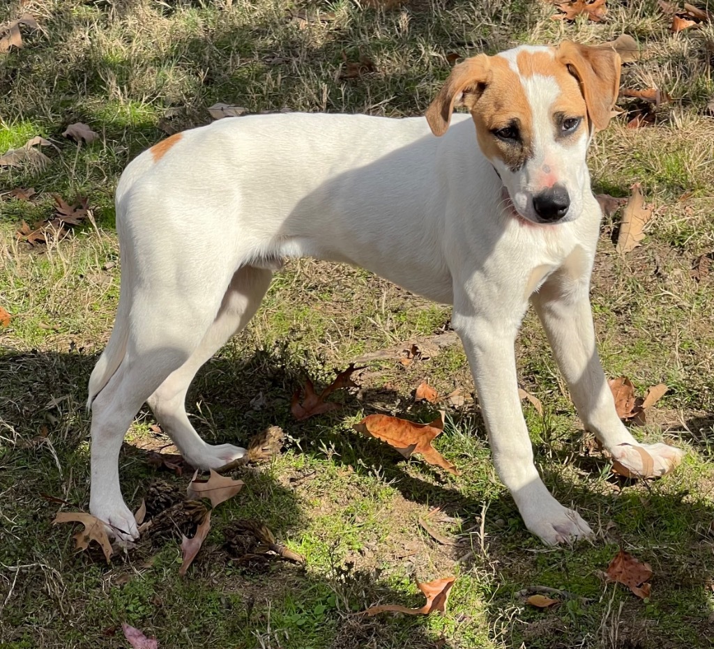 Patches, an adoptable Treeing Walker Coonhound, Foxhound in Little Rock, AR, 72207 | Photo Image 3