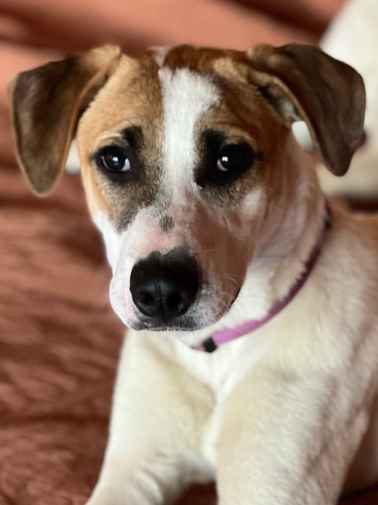 Patches, an adoptable Treeing Walker Coonhound, Foxhound in Little Rock, AR, 72207 | Photo Image 4