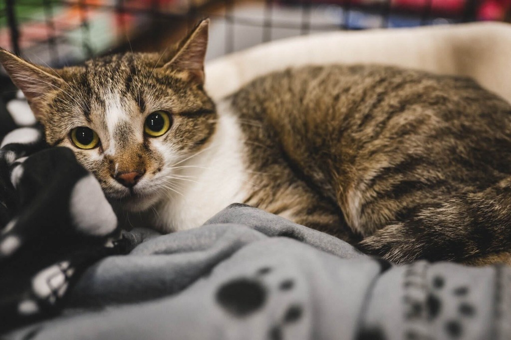 Mia