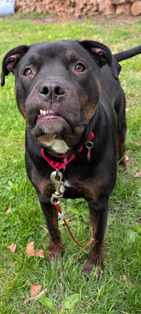 Ares
