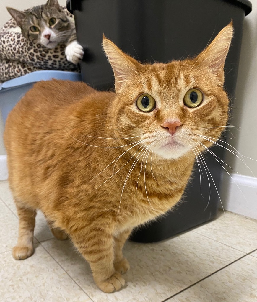 Gus