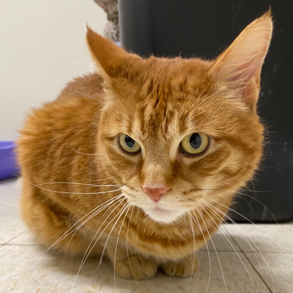 Gus