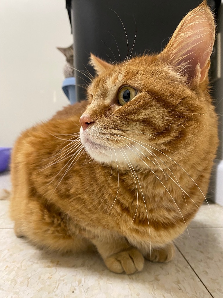 Gus