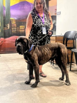 Maui, Young Male Cane Corso