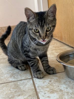 Taco Bell, Adult Male Domestic Short Hair