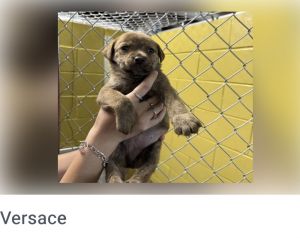 Versace Cattle Dog Dog