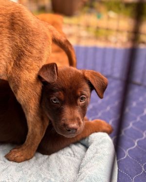 Meet Prada Shes got a gorgeous brown coat and a heart full of kindness This sweet girl loves soak