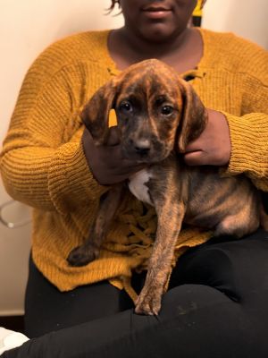 Jessie Basset Hound Dog