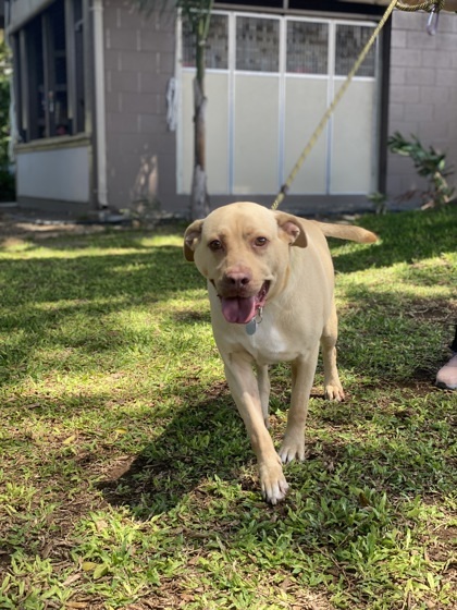 Gus, an adoptable Terrier, Mixed Breed in Honolulu, HI, 96826 | Photo Image 1