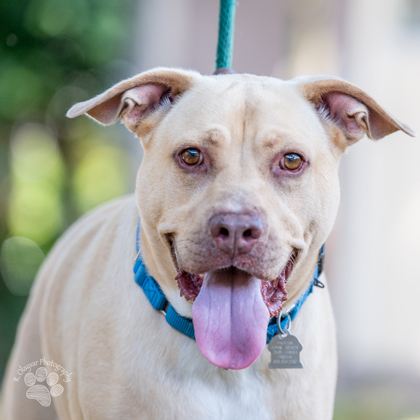 Gus, an adoptable Terrier, Mixed Breed in Honolulu, HI, 96826 | Photo Image 1
