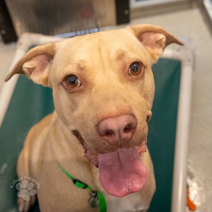 Gus, an adoptable Terrier, Mixed Breed in Honolulu, HI, 96826 | Photo Image 2