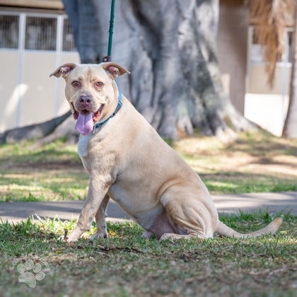 Gus, an adoptable Terrier, Mixed Breed in Honolulu, HI, 96826 | Photo Image 2