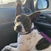 Penny photo 1