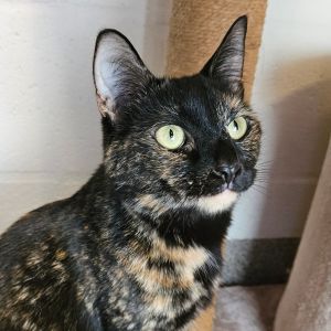 Izzy, Adult Female Domestic Short Hair