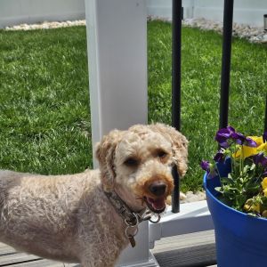 Freddie, Adult Male Cavalier King Charles Spaniel