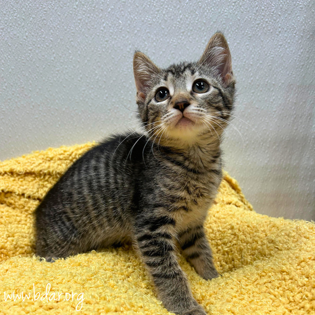 Mrs. Peacock, an adoptable Domestic Short Hair in Cheyenne, WY, 82009 | Photo Image 1