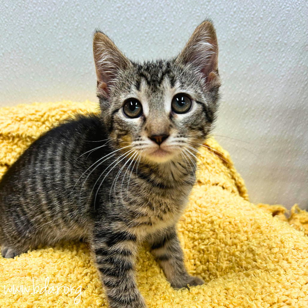 Mrs. Peacock, an adoptable Domestic Short Hair in Cheyenne, WY, 82009 | Photo Image 2