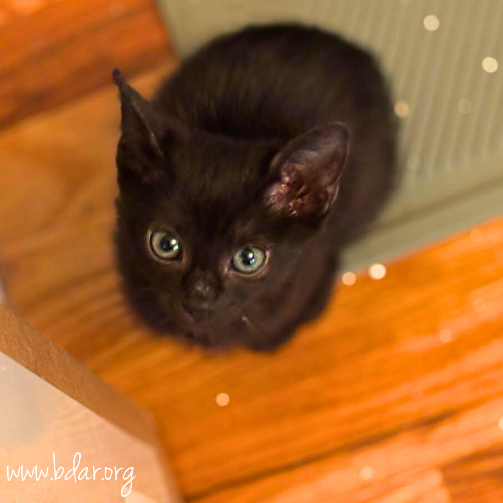 Chappell, an adoptable Domestic Short Hair in Cheyenne, WY, 82009 | Photo Image 1