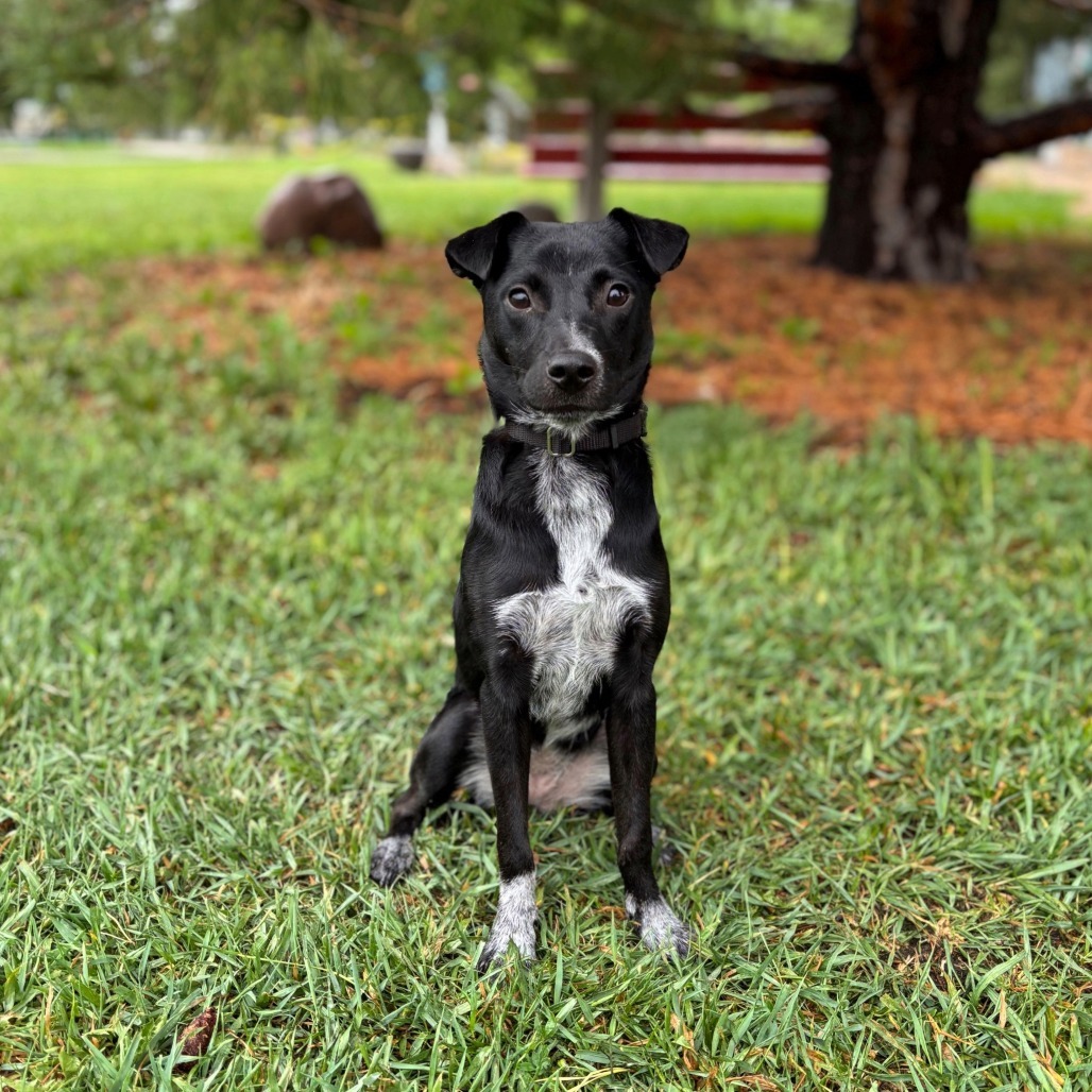 Gooseberry--In Foster