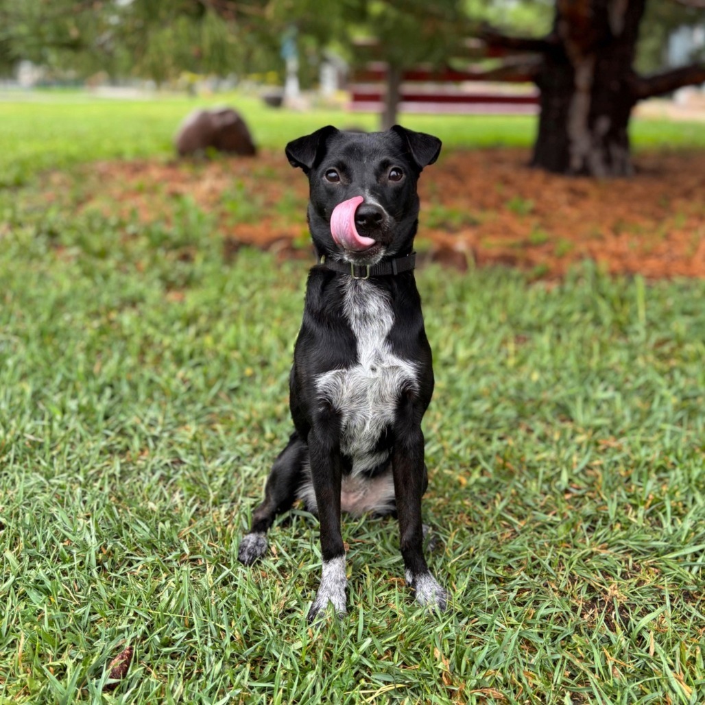 Gooseberry--In Foster
