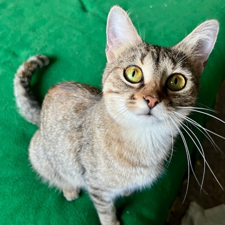 Care Bear--In Foster