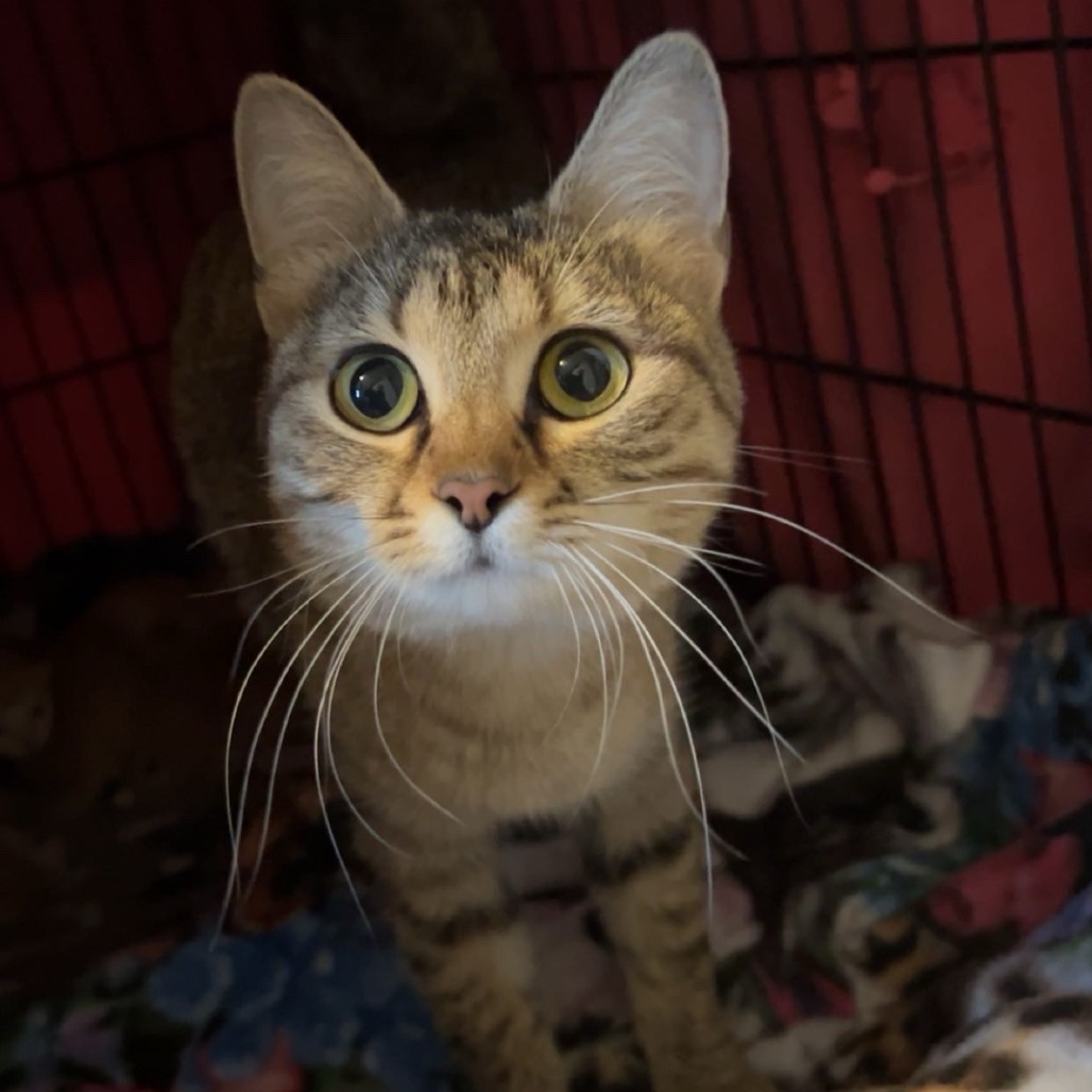 Care Bear--In Foster