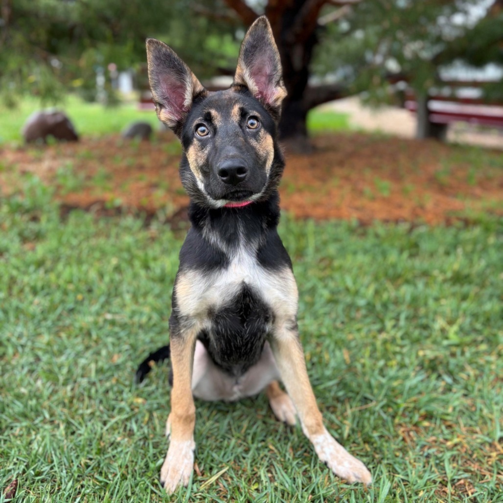 Styles--In Foster***ADOPTION PENDING***