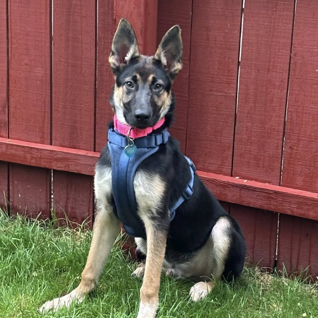 Styles--In Foster***ADOPTION PENDING***