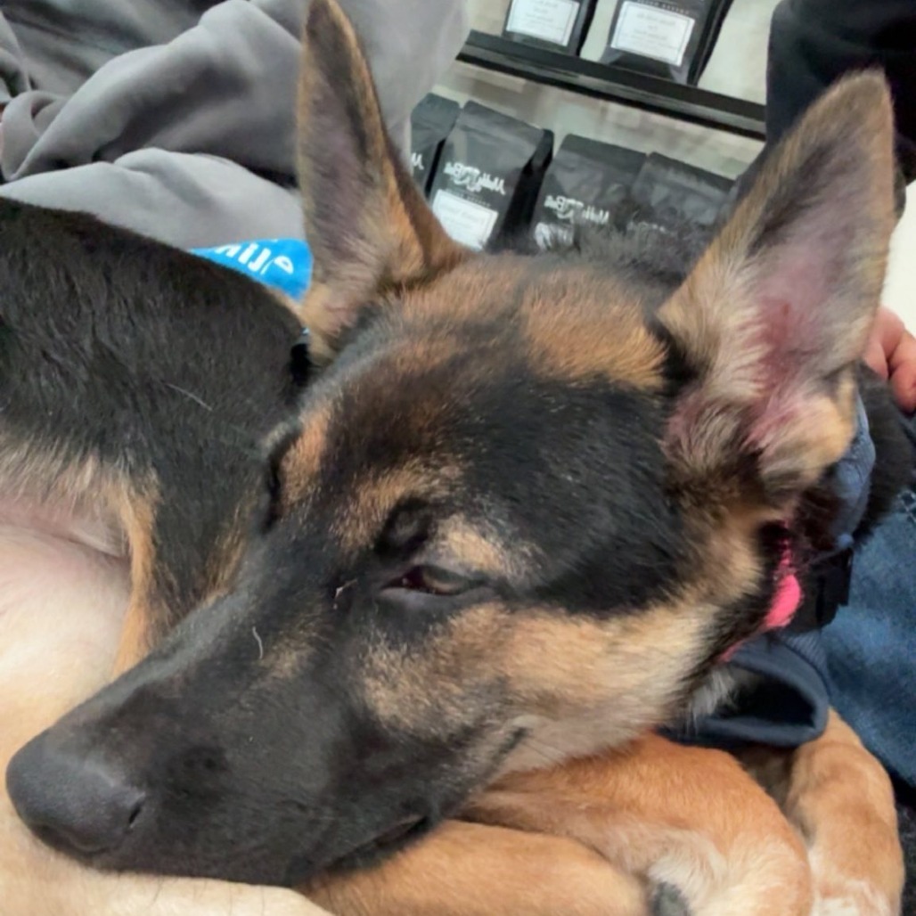 Styles--In Foster***ADOPTION PENDING***