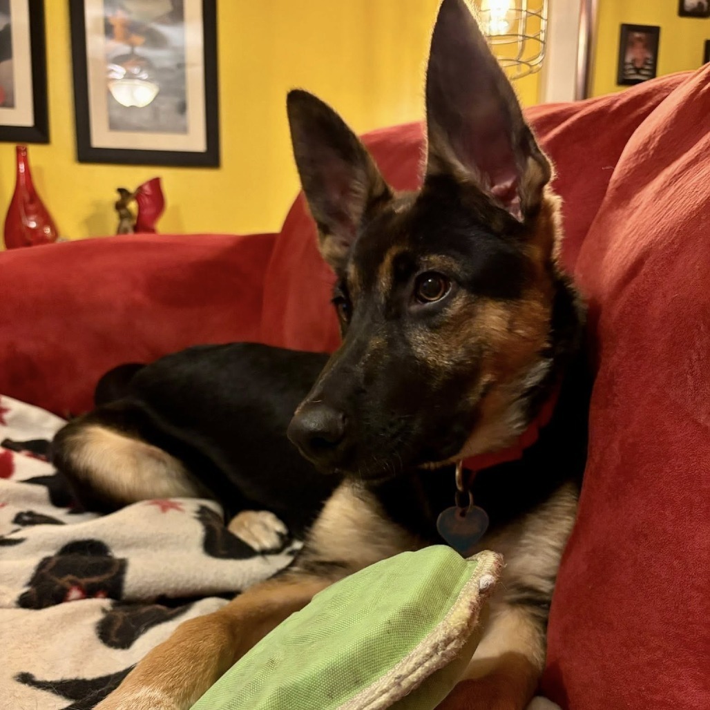 Styles--In Foster***ADOPTION PENDING***