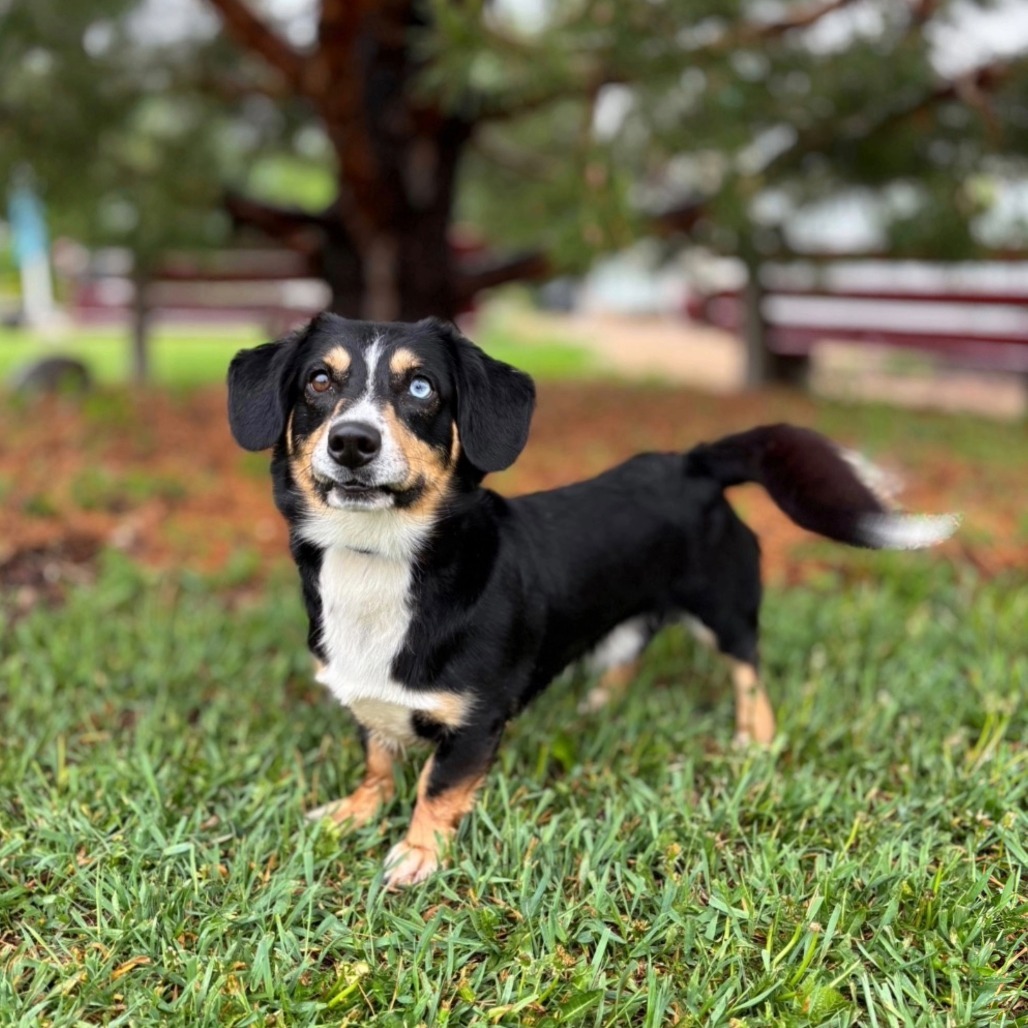 Scooter--In Foster