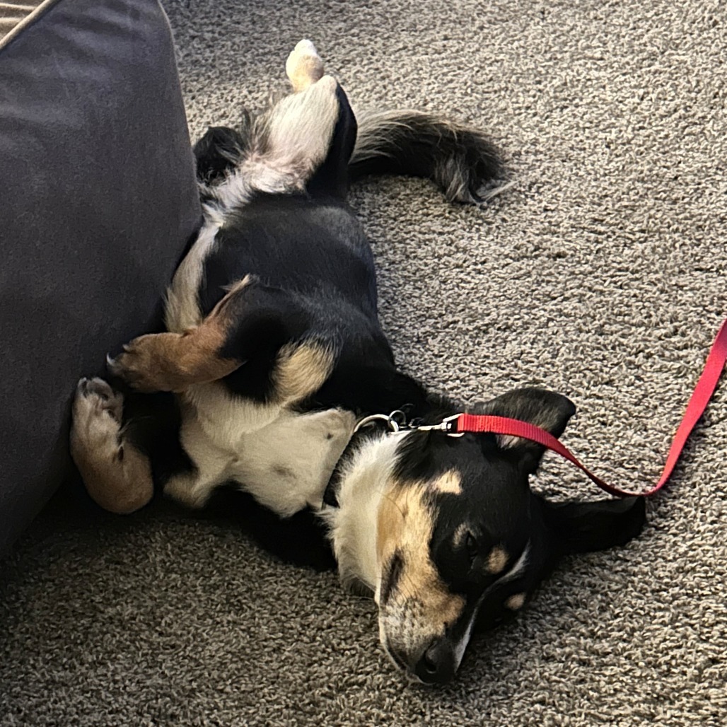 Scooter--In Foster