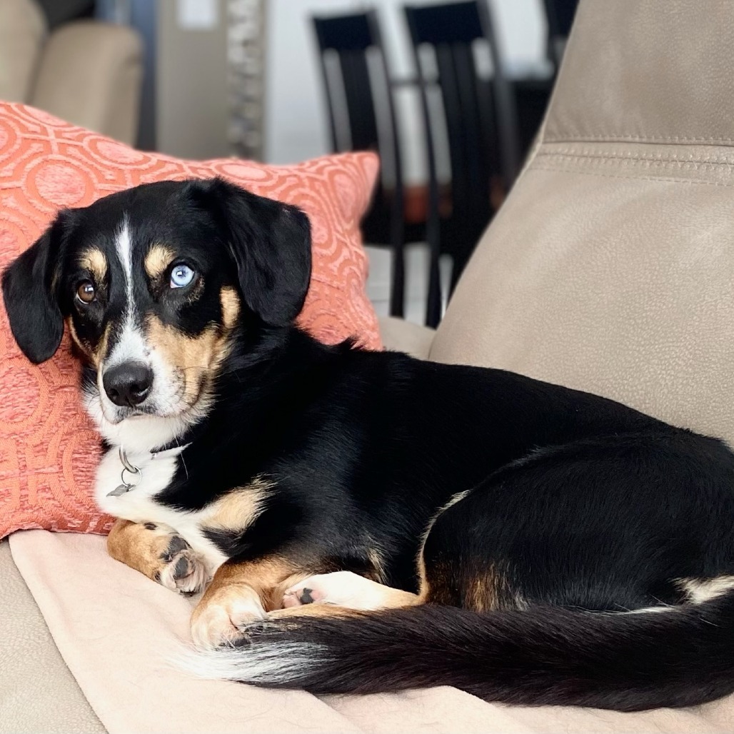 Scooter--In Foster